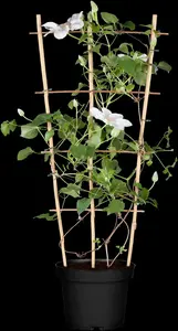 Clematis - afbeelding 5