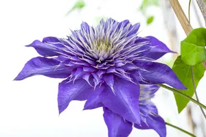 Multi Blue - afbeelding 5