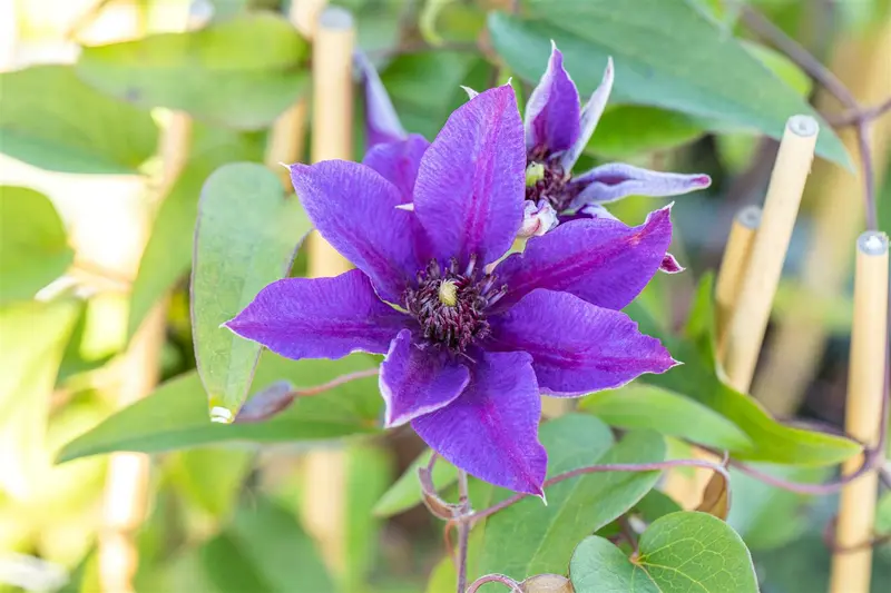 Multi Blue - afbeelding 5