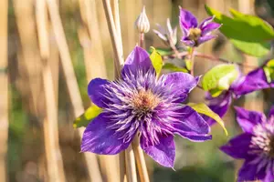 Multi Blue - afbeelding 4