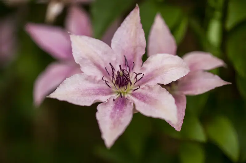 Pink Fantasy