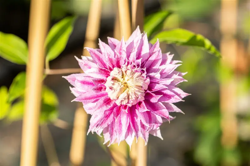 Clematis 'Josephine Regal' OP REK P15 - afbeelding 1