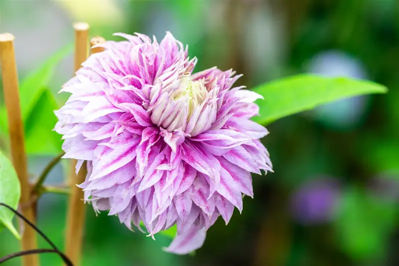 Clematis 'Josephine Regal' OP REK P15 - afbeelding 2