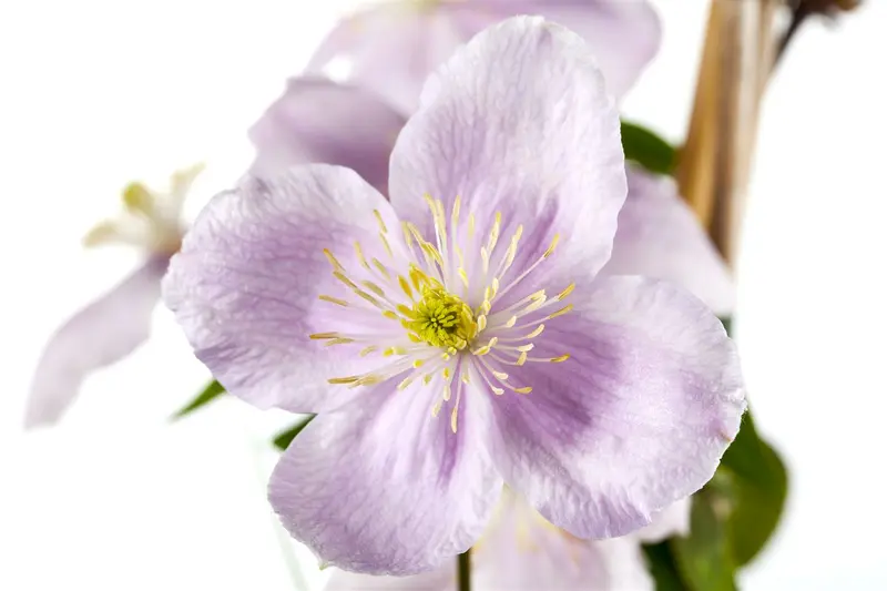 Clematis mont. 'Fincent'® OP REK P15 - afbeelding 1