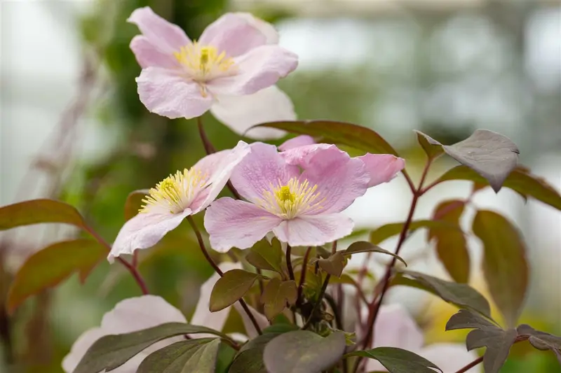 Clematis mont. 'Fincent'® OP REK P15 - afbeelding 2