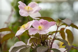 Clematis mont. 'Fincent'® OP REK P15 - afbeelding 2