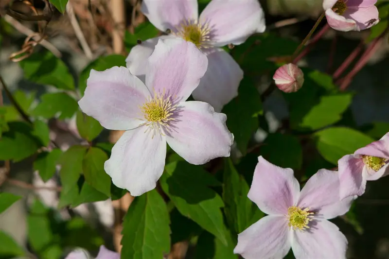 Clematis mont. 'Fincent'® OP REK P15 - afbeelding 3
