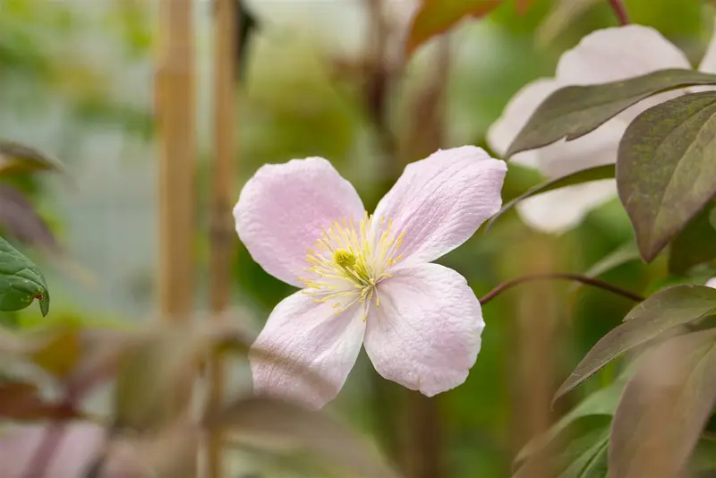 Fragrant Spring