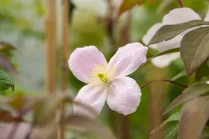 Fragrant Spring