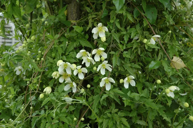 Grandiflora - afbeelding 2