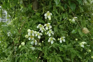 Grandiflora - afbeelding 2