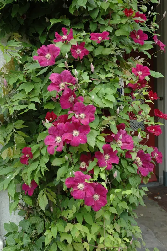 Clematis 'Nubia'® * OP REK P15