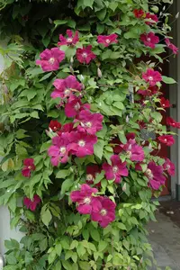 Clematis 'Nubia'® * OP REK P15