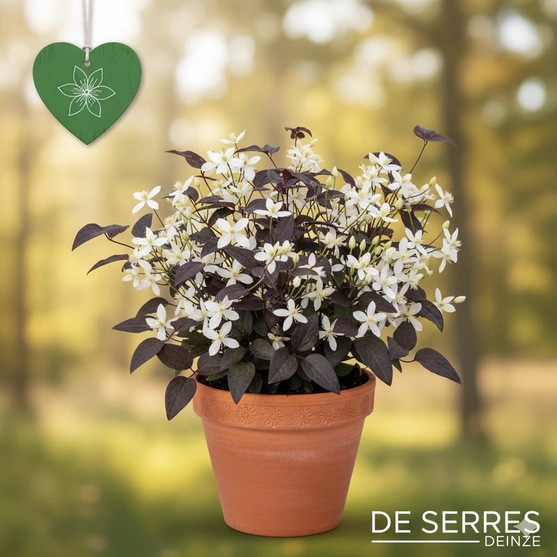 Clematis recta 'Purpurea' P9