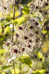 clematis tangutica (50- 60cm) - afbeelding 4
