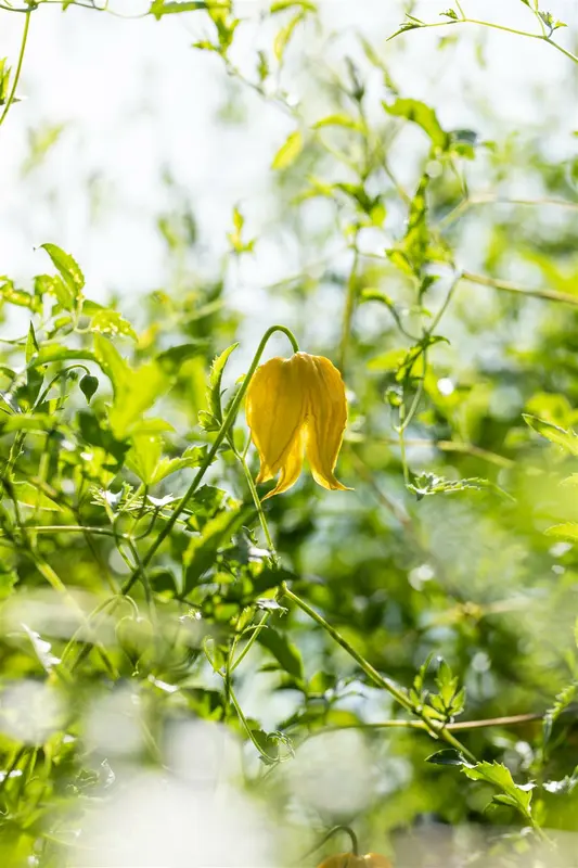 clematis tangutica (50- 60cm) - afbeelding 3