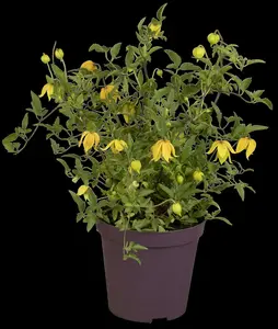 clematis tangutica (50- 60cm) - afbeelding 4