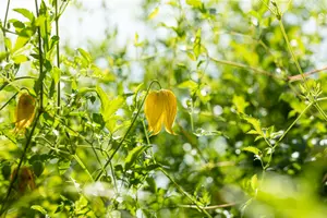 clematis tangutica (50- 60cm) - afbeelding 2