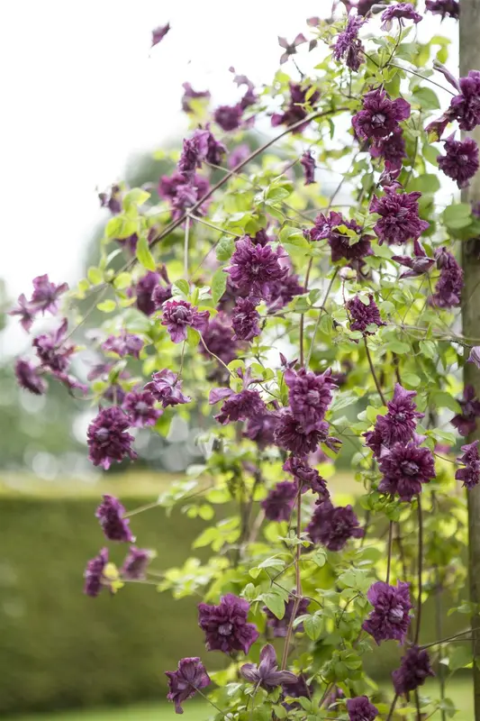 Clematis vit. 'Purp. Plena Elegans' 50- 60   C - afbeelding 1