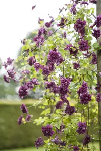 Clematis vit. 'Purp. Plena Elegans' 50- 60   C - afbeelding 1
