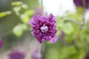 Clematis vit. 'Purp. Plena Elegans' 50- 60   C - afbeelding 2