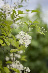 clematis vitalba (50- 60cm) - afbeelding 2