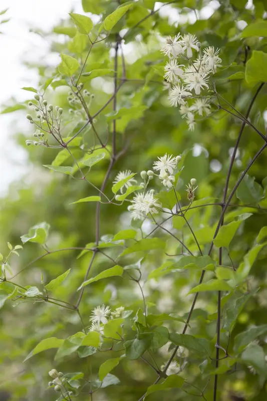 clematis vitalba (50- 60cm) - afbeelding 3