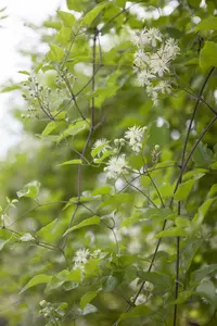 clematis vitalba (50- 60cm) - afbeelding 3