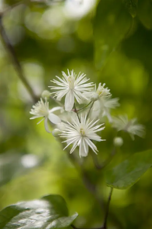 clematis vitalba (50- 60cm) - afbeelding 4