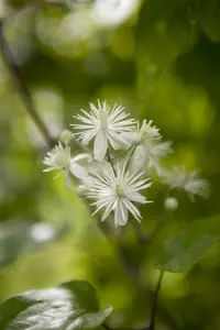 clematis vitalba (50- 60cm) - afbeelding 4