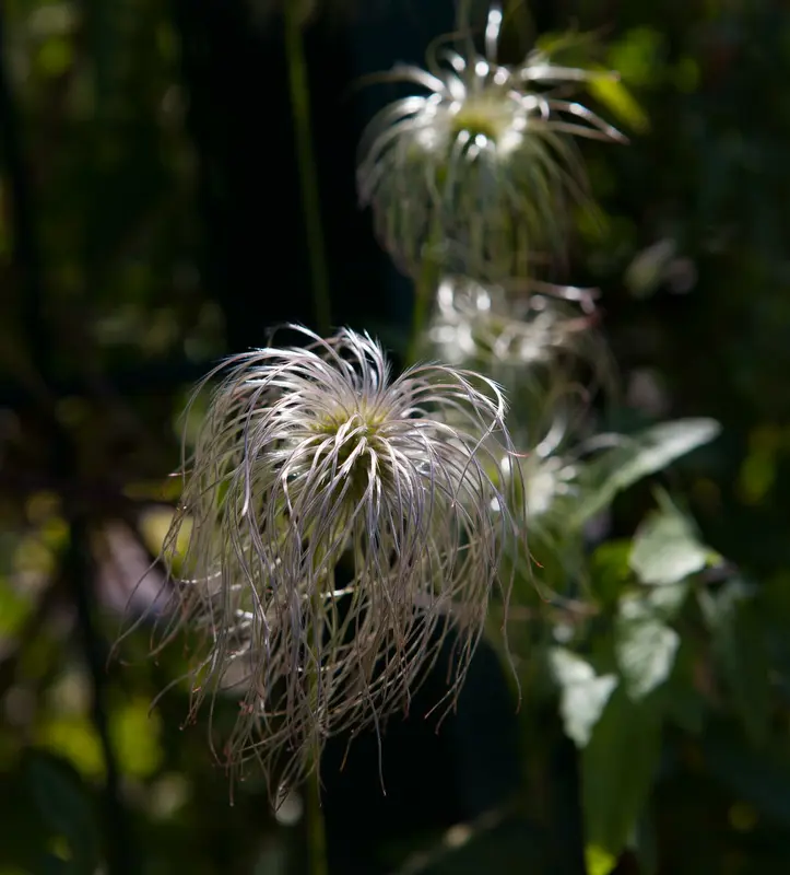 clematis vitalba (50- 60cm) - afbeelding 1