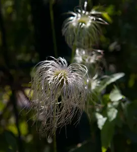 clematis vitalba (50- 60cm) - afbeelding 5