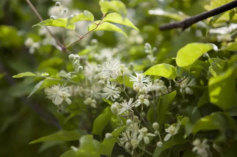 clematis vitalba (50- 60cm) - afbeelding 5
