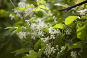 clematis vitalba (50- 60cm) - afbeelding 5