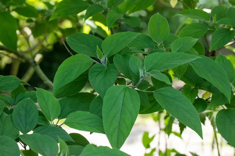 Clerodendrum trich. 'Fargesii' 60- 80   C4 - afbeelding 2