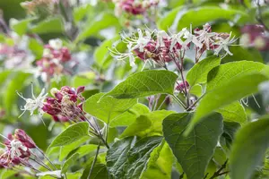 clerodendrum trichotomum (100-125 cm) - afbeelding 5