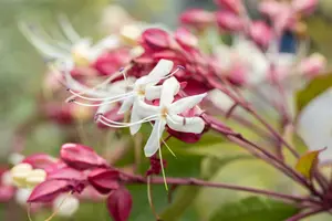 clerodendrum trichotomum (100-125 cm) - afbeelding 2