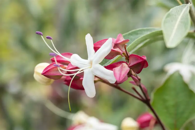 clerodendrum trichotomum (100-125 cm) - afbeelding 3