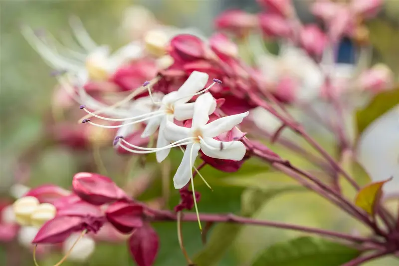 Clerodendrum trichotomum 150-175   C45 MRST - afbeelding 2