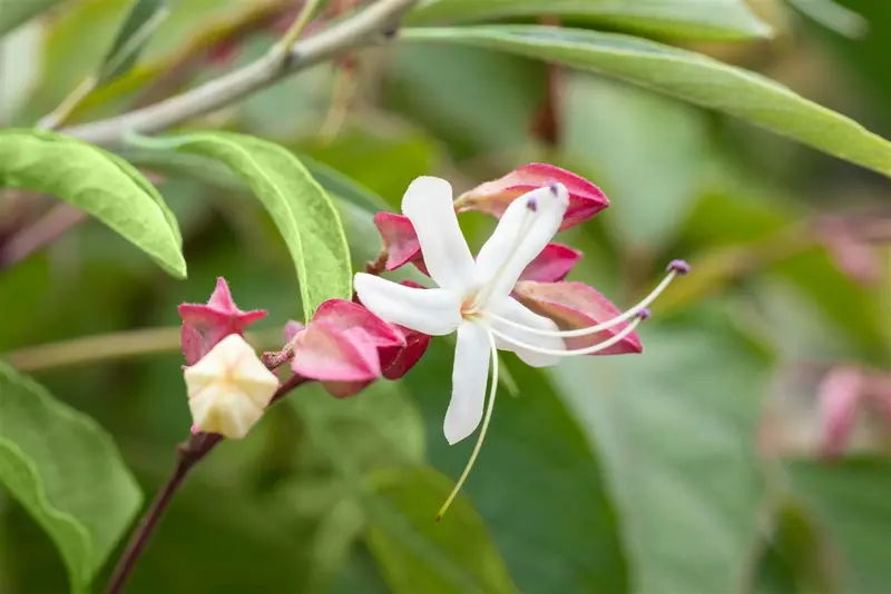 Clerodendrum trichotomum 150-175   C45 MRST - afbeelding 4