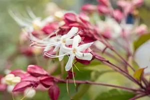 Clerodendrum trichotomum 50- 60   C3 - afbeelding 2