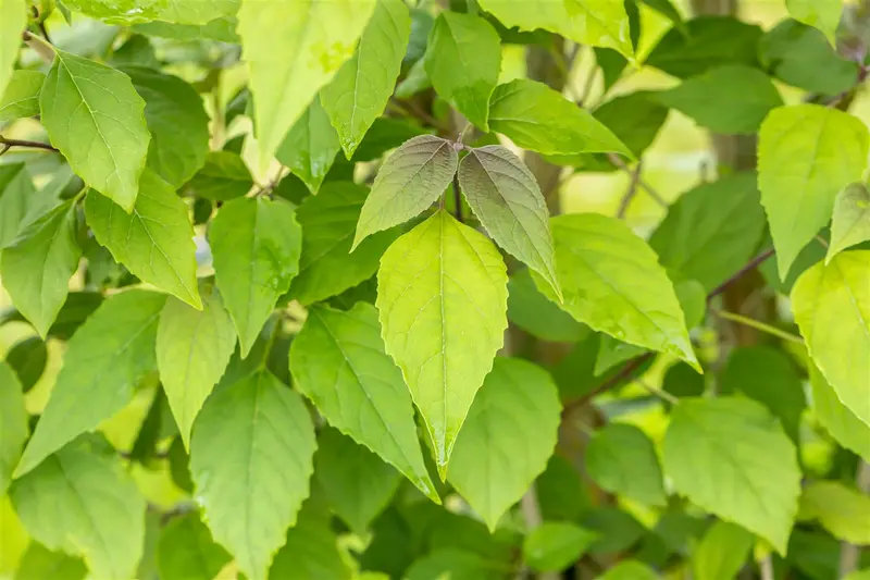 Clerodendrum trichotomum 50- 60   C3 - afbeelding 5