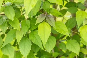 Clerodendrum trichotomum 50- 60   C3 - afbeelding 5