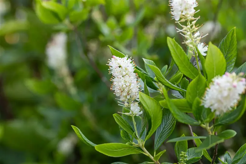 Clethra aln. 'Hummingbird' 40- 60   C4 - afbeelding 2