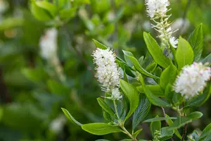 Clethra aln. 'Hummingbird' 40- 60   C4 - afbeelding 2