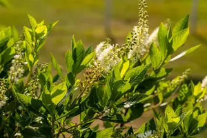 Clethra aln. 'Hummingbird' 80-100 C12