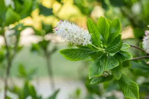 Clethra alnifolia 30- 40   C - afbeelding 2