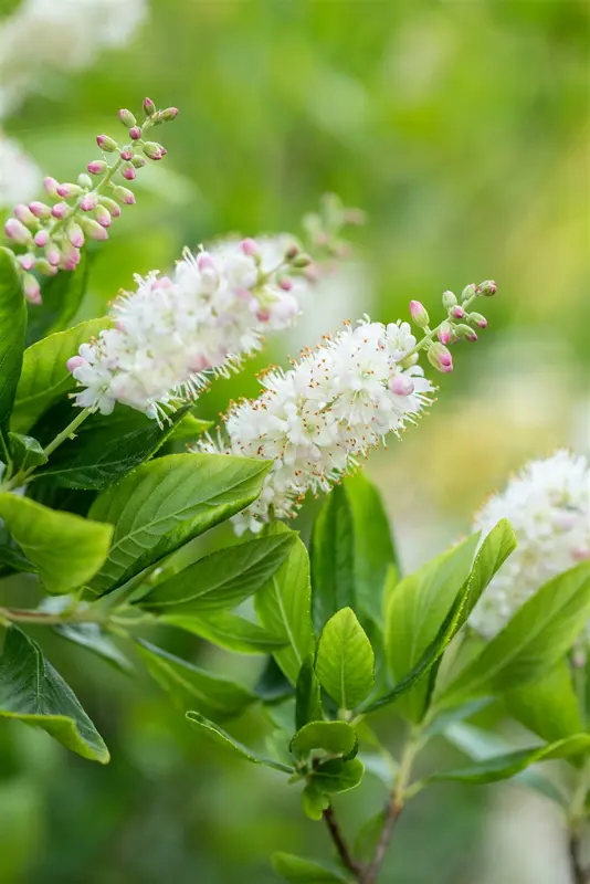 Clethra alnifolia 80-100   C12 - afbeelding 5