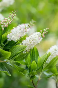 Clethra alnifolia 80-100   C12 - afbeelding 5