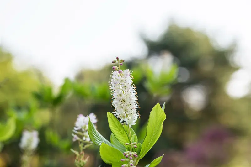 Clethra alnifolia 80-100   C12 - afbeelding 4